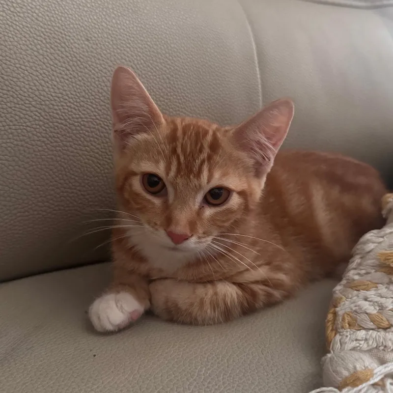 A baby medium-sized male Orange & White Tabby cat named Taki for adoption in San Juan Capistrano, CA