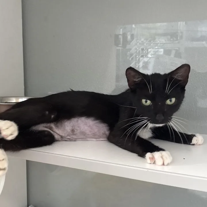 A young medium-sized female Black Domestic Short Hair cat named Bree for adoption in Jupiter, FL
