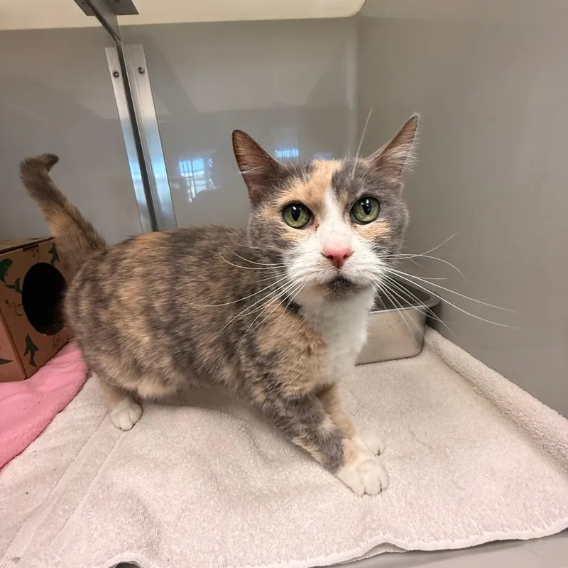 A senior medium-sized female Calico American Shorthair cat named Isabella for adoption in Saint Charles, MO