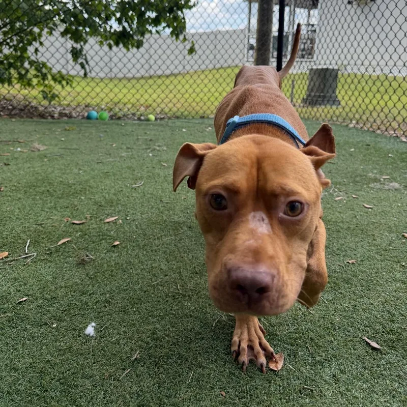 A young medium-sized male Brown / Chocolate Mixed Breed dog named Frodo for adoption in Lakeland, FL