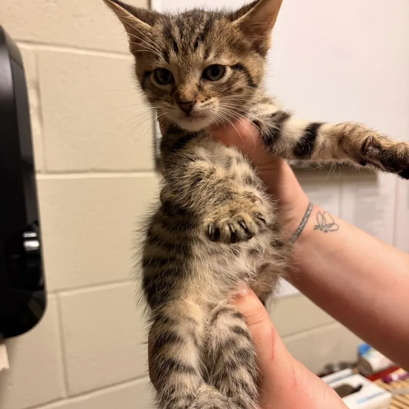 A baby small-sized male Brown / Chocolate Domestic Short Hair cat named Sam for adoption in Bristol, IN