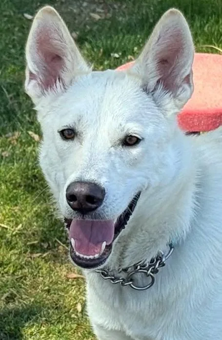 A young large-sized male White / Cream German Shepherd Dog dog named Milo for adoption in Phoenix, AZ