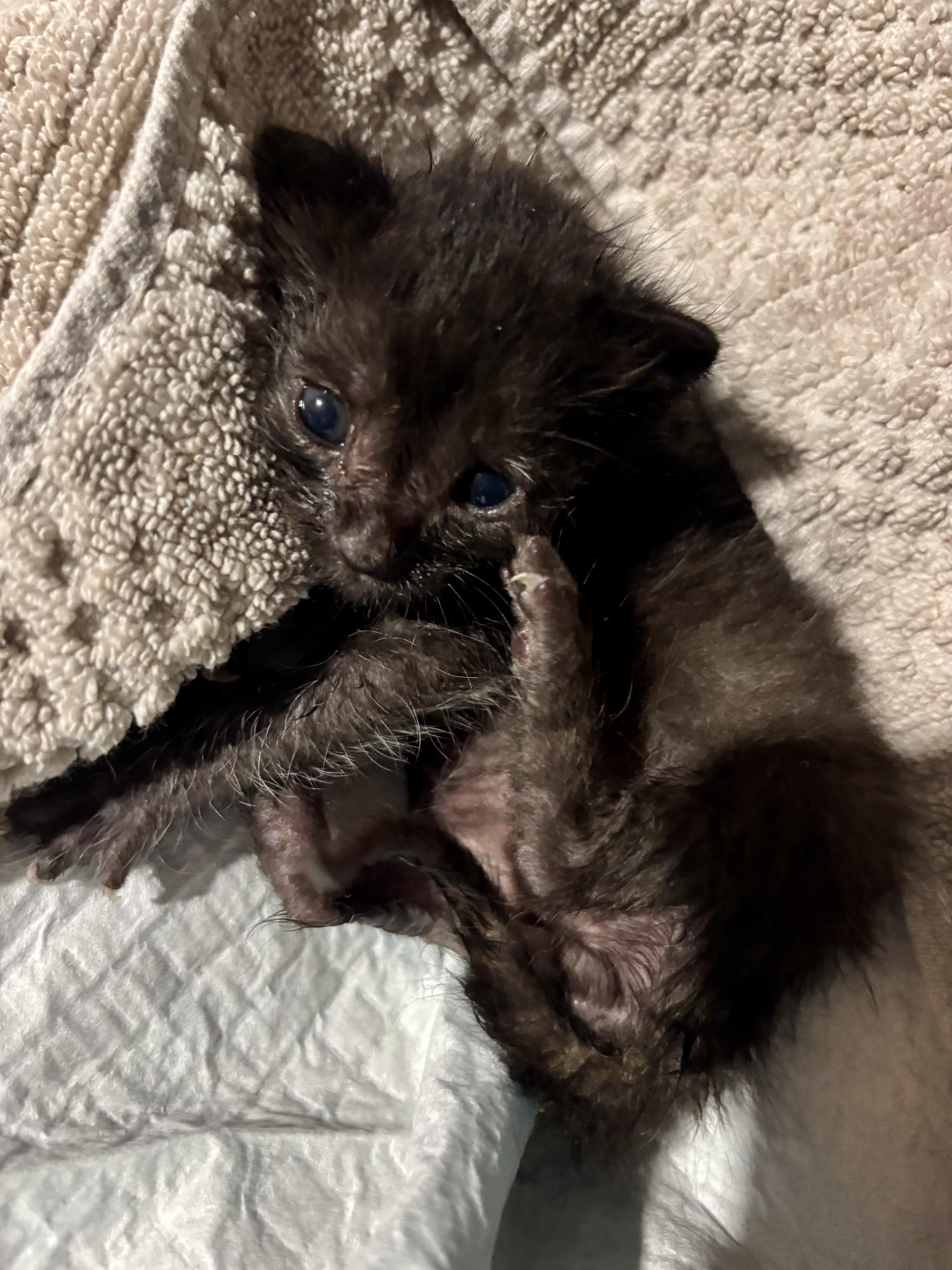 A baby medium-sized male Black Domestic Short Hair cat named Roman for adoption in Houston, TX