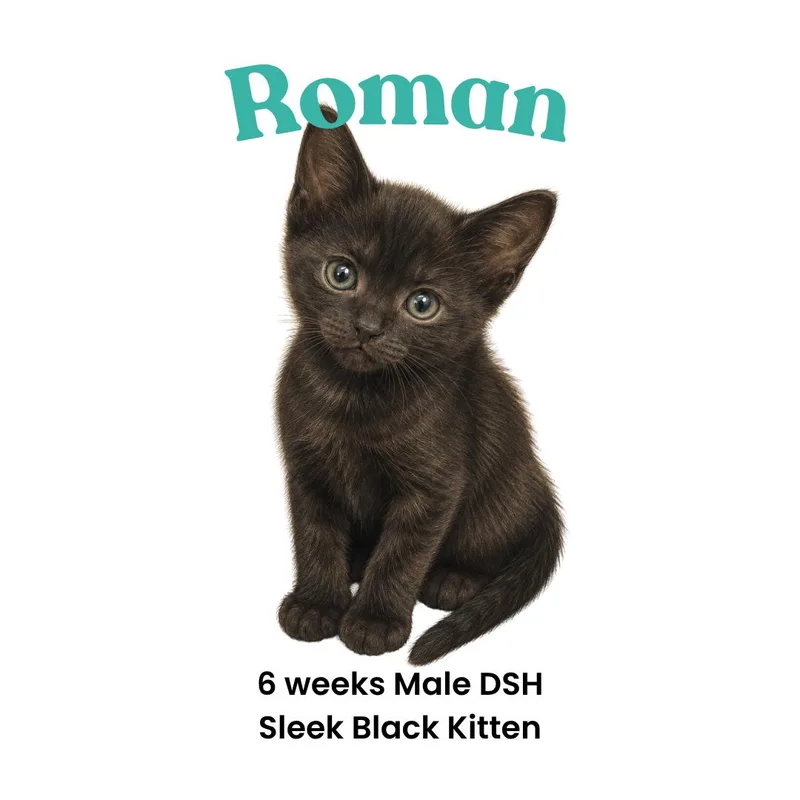 Roman thumbnail 3