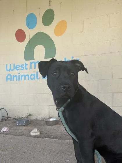 A young medium-sized female Labrador Retriever dog named Thalia for adoption in West Memphis, AR