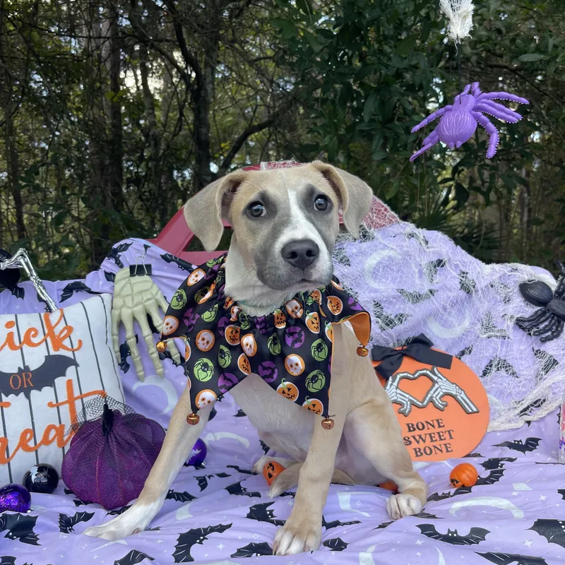 A baby medium-sized female American Staffordshire Terrier dog named Pearl for adoption in Sebring, FL