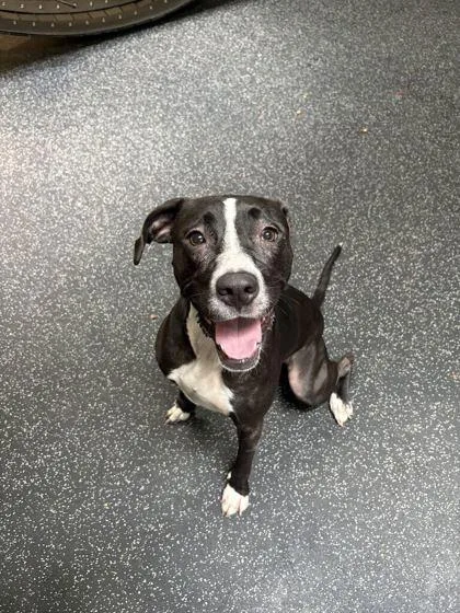 A young medium-sized female Mixed Breed dog named Dehlilah for adoption in Daytona Beach, FL