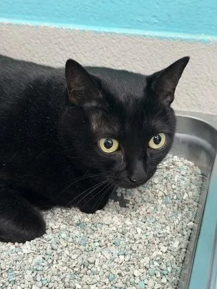 An adult small-sized female Domestic Short Hair cat named Eevee for adoption in Largo, FL