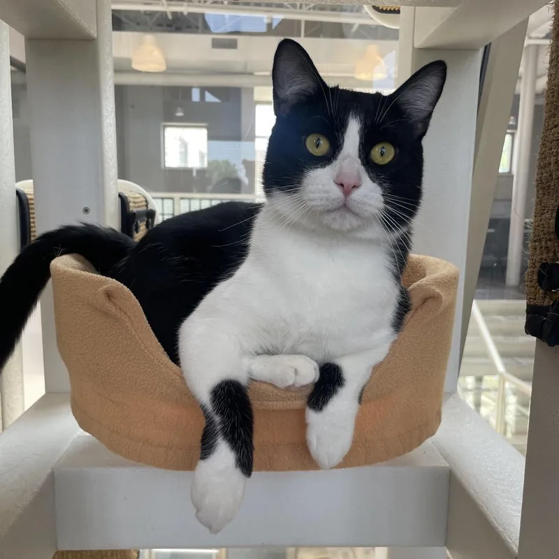 An adult large-sized male Black Domestic Short Hair cat named Bogo for adoption in Chicago, IL