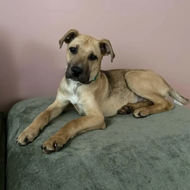 A baby medium-sized male Pit Bull Terrier dog named Neo for adoption in China Township, MI