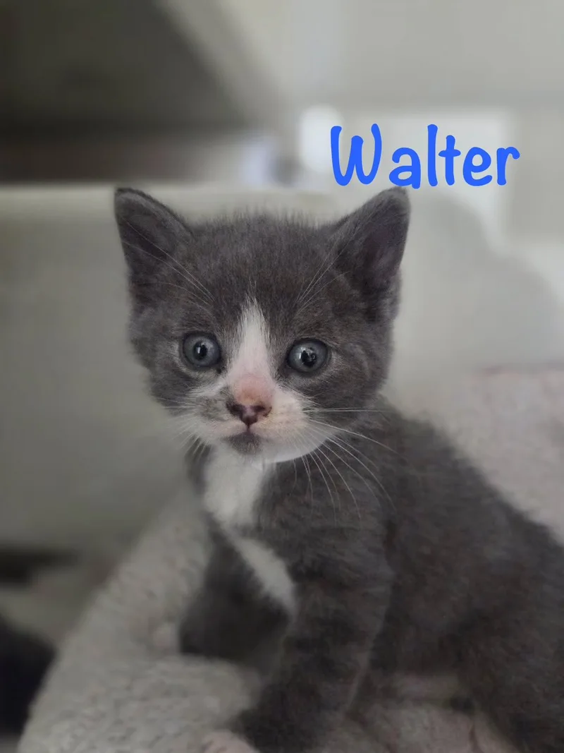 Walter