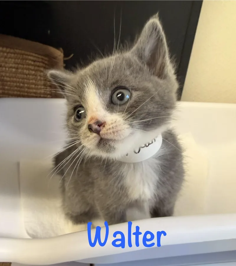 Walter thumbnail 2