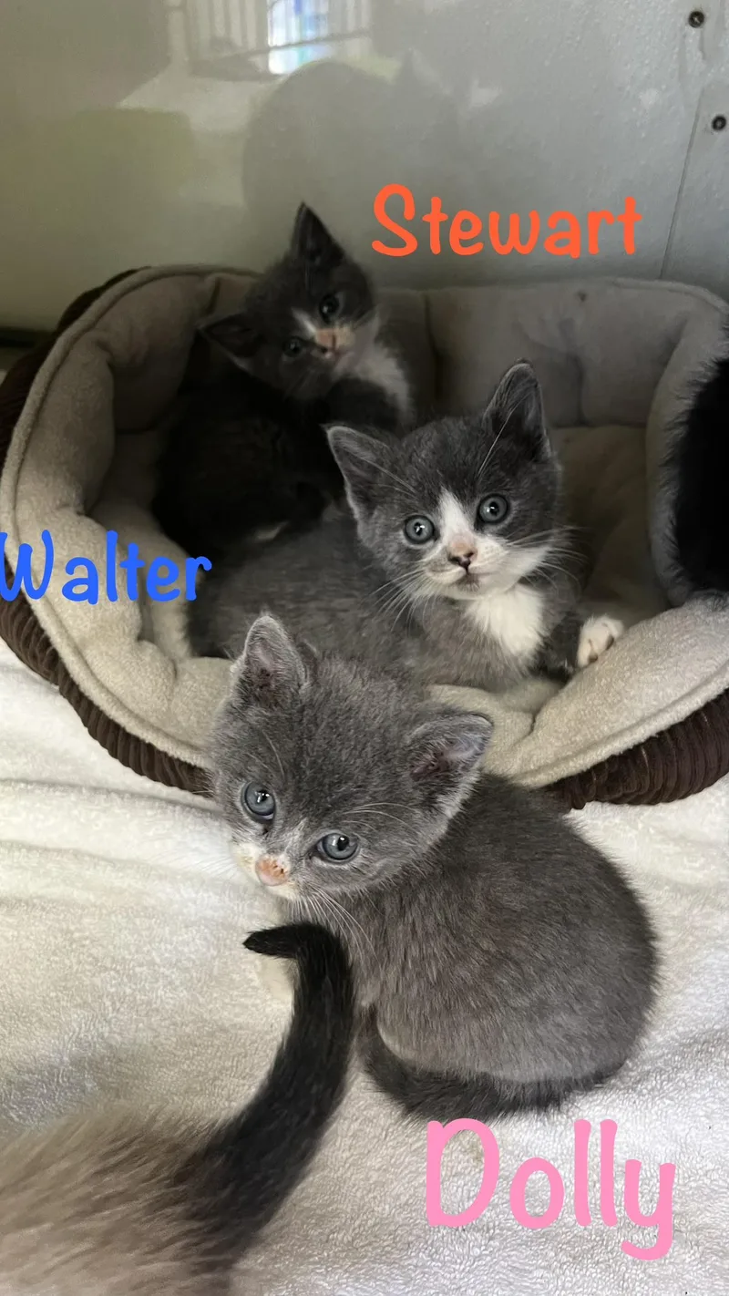Walter thumbnail 3
