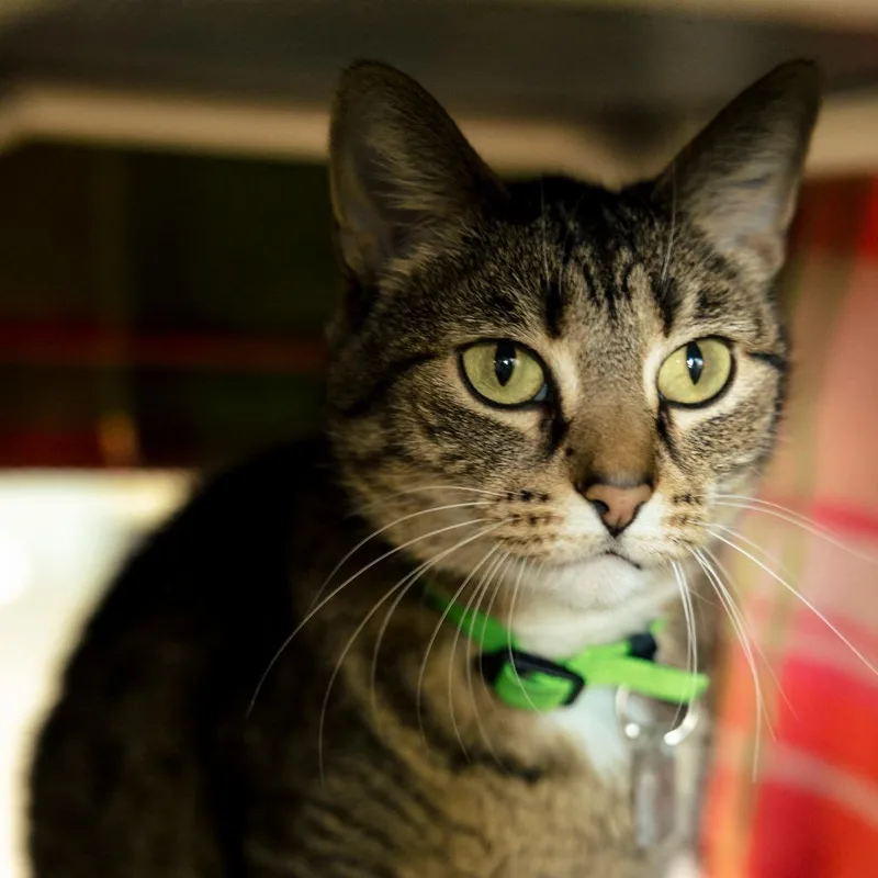 A senior medium-sized female Brown / Chocolate Domestic Short Hair cat named Nani for adoption in Lakewood, CO
