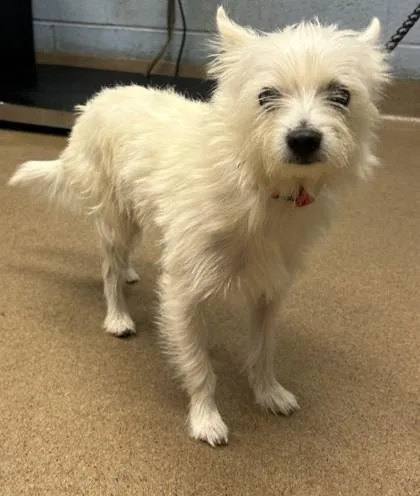 An adult small-sized male Mixed Breed dog named Yates for adoption in Chamblee, GA