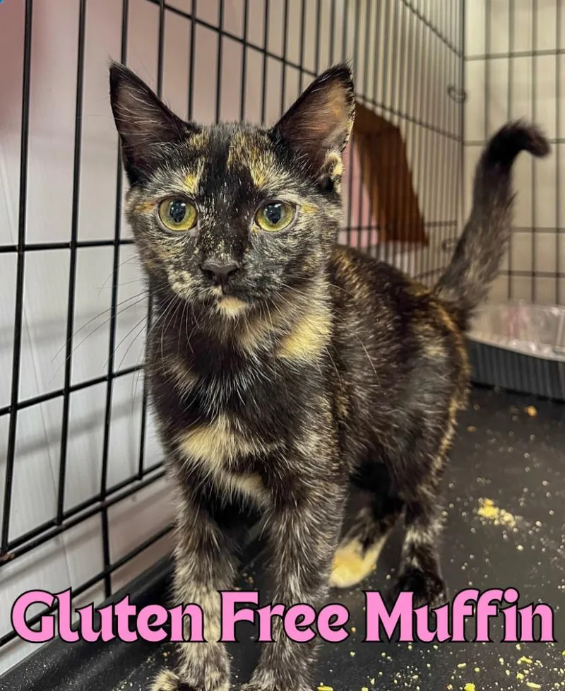 A baby medium-sized female Domestic Short Hair cat named Gluten Free for adoption in Rome, GA