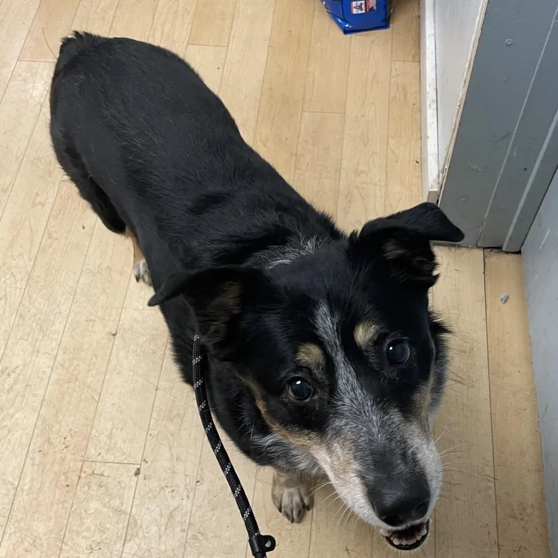 Molly SPWAStray
