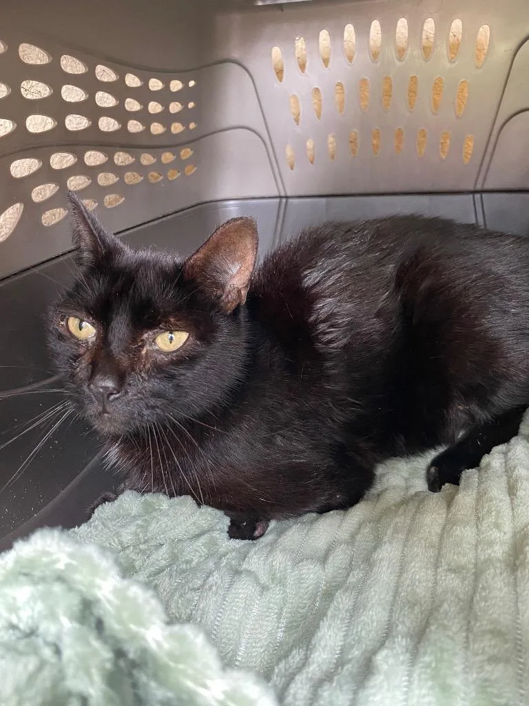 A young large-sized male Domestic Short Hair cat named Lane for adoption in Cartersville , GA