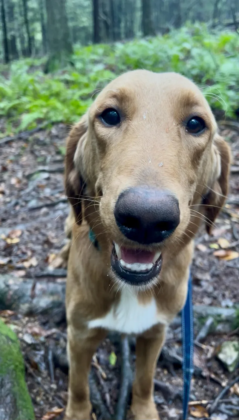 A young large-sized male Golden Retriever dog named Xylophone for adoption in Millerstown, PA