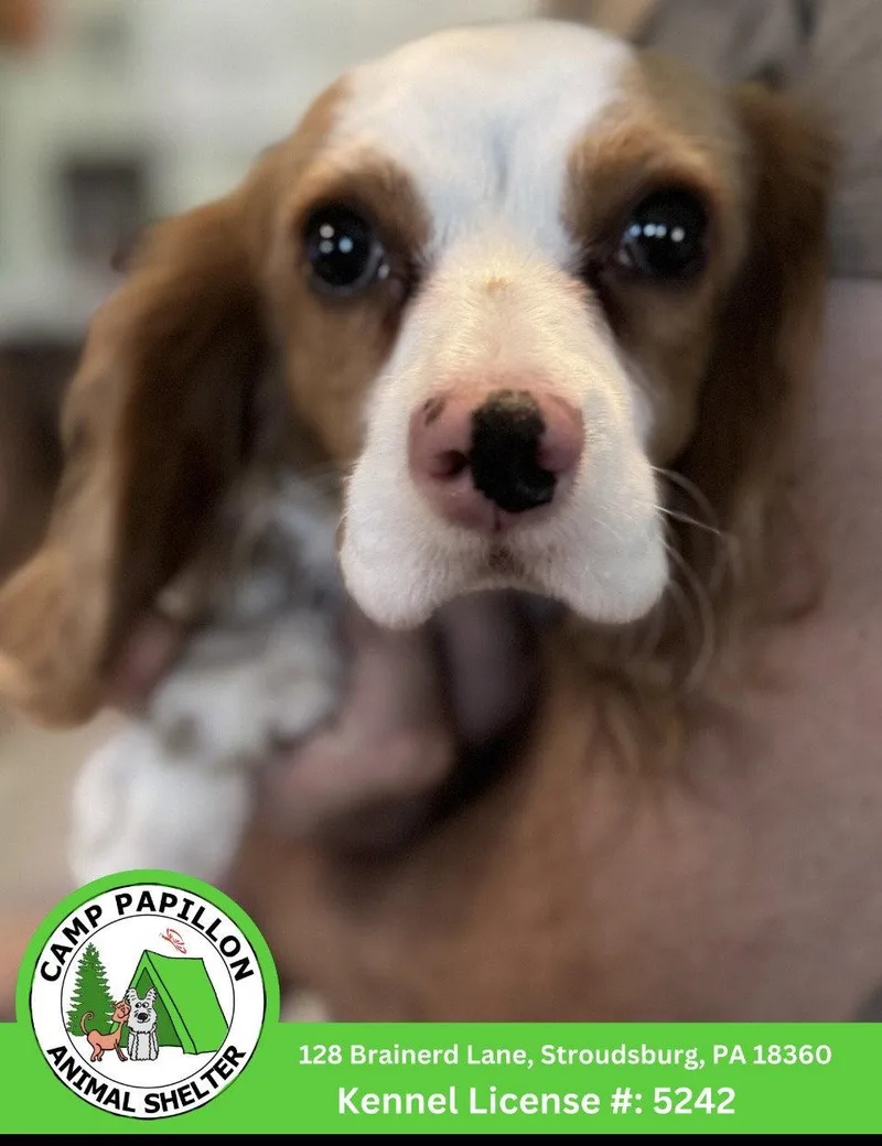 A young medium-sized male Cavalier King Charles Spaniel dog named Flick for adoption in Stroudsburg, PA
