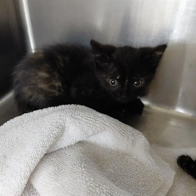 A baby small-sized female Domestic Short Hair cat named Rogue for adoption in Huntsville, AL