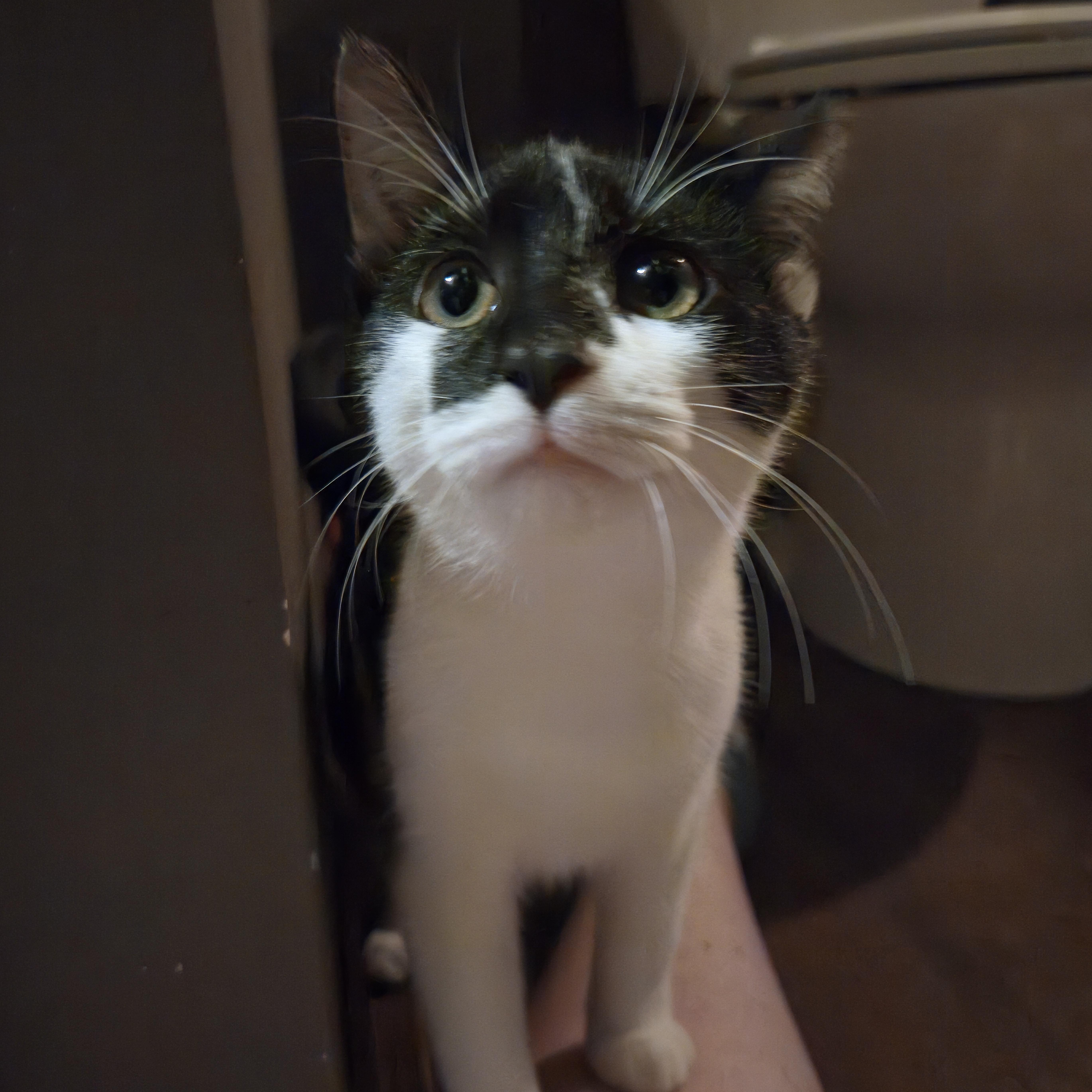 A young medium-sized male Black & White / Tuxedo Domestic Short Hair cat named Badger for adoption in Allison Park, PA