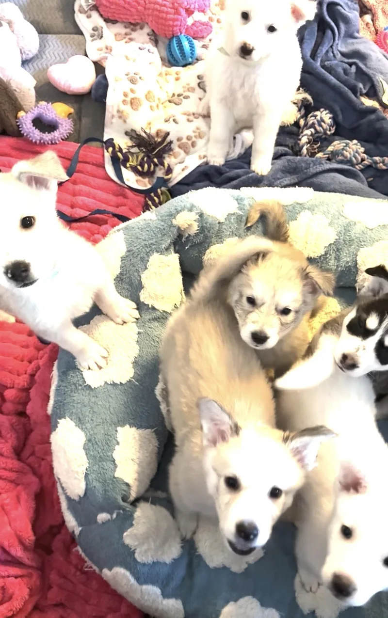 Benji thumbnail 2