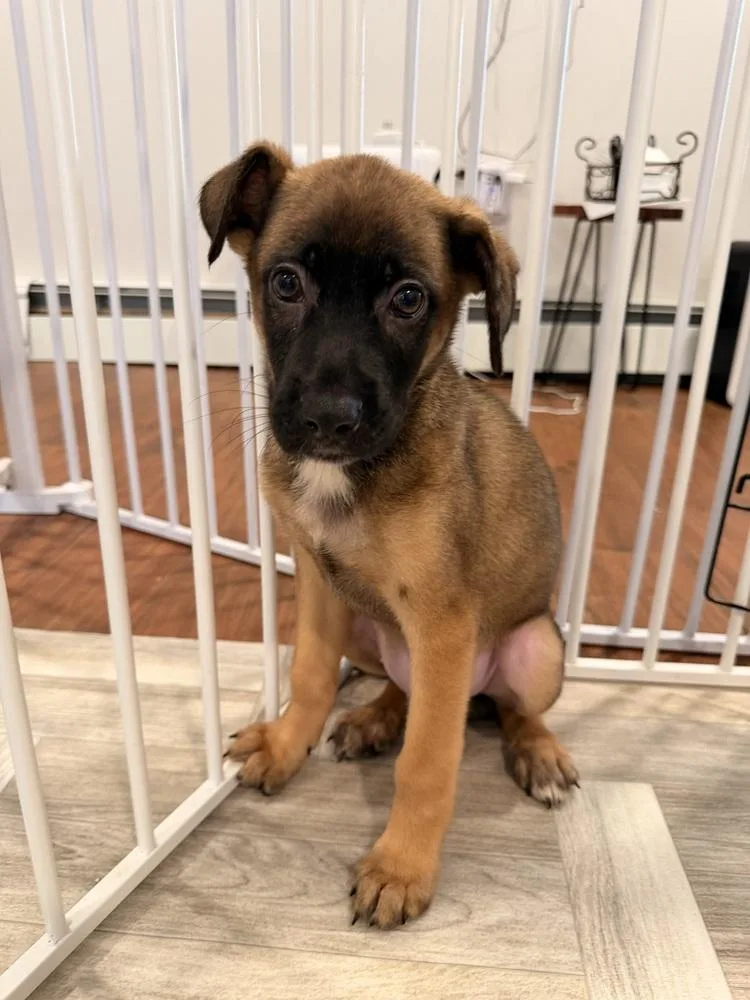 A baby medium-sized male Mountain Cur dog named Bowie for adoption in Willingboro, NJ