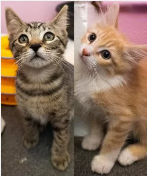 A baby small-sized male Buff / Tan / Fawn Domestic Long Hair cat named Mowgli & Mickey for adoption in Encinitas, CA