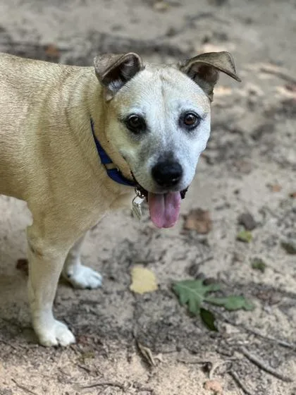 A senior medium-sized female Labrador Retriever dog named Tise for adoption in Atlanta, GA