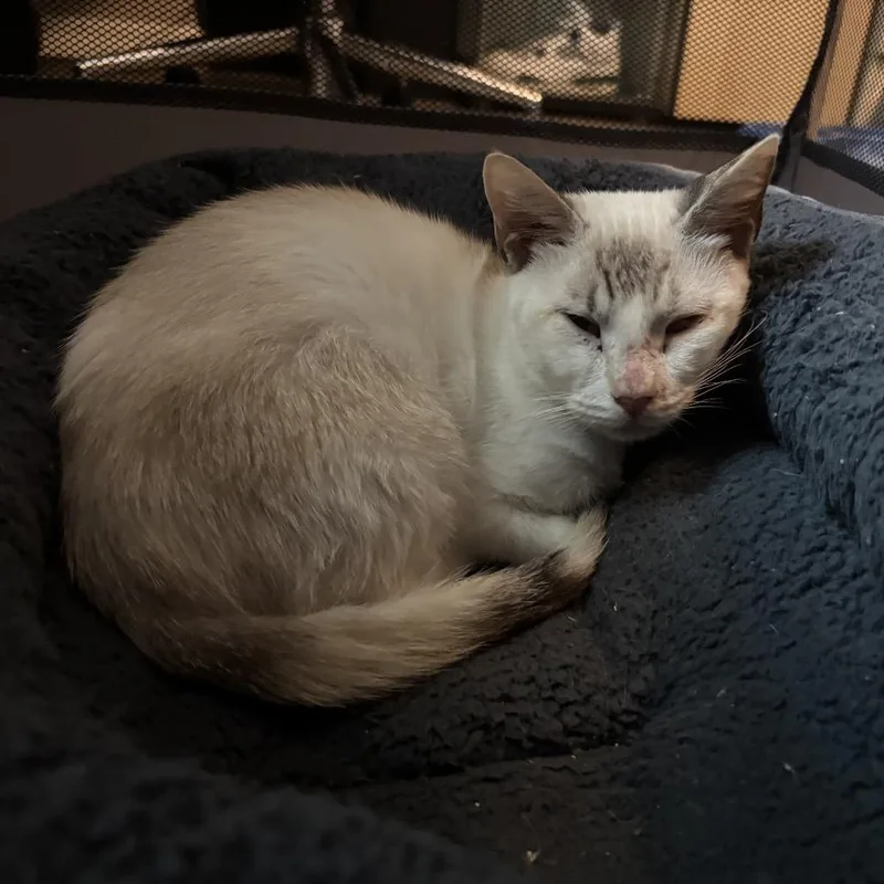 A young medium-sized female Cream / Ivory Domestic Short Hair cat named Henna for adoption in North Port, FL