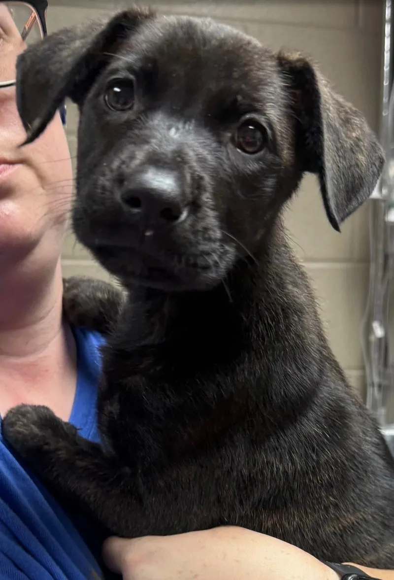 A baby medium-sized female Black Labrador Retriever dog named Vanessa for adoption in Newfoundland, NJ