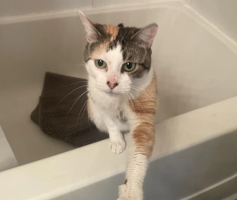 An adult medium-sized female Calico cat named Miley for adoption in Dayville, CT
