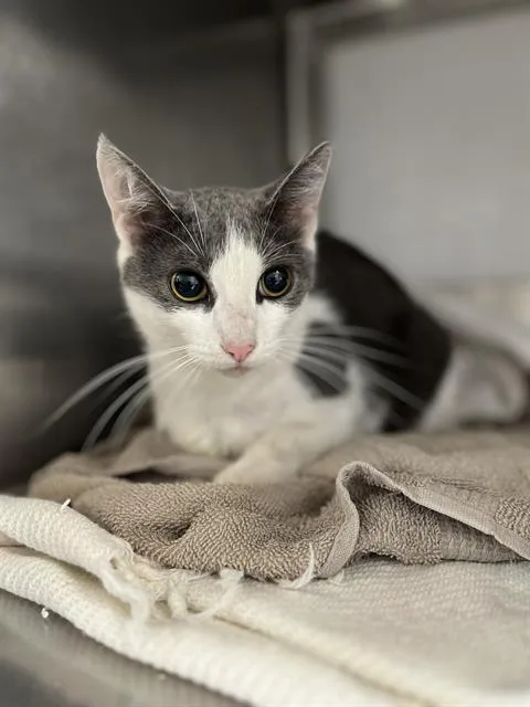 An adult medium-sized female Domestic Short Hair cat named Wanda for adoption in Chula Vista, CA