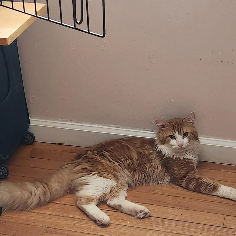 An adult medium-sized male Orange & White Ragdoll cat named His name is Nems for adoption in New York, NY