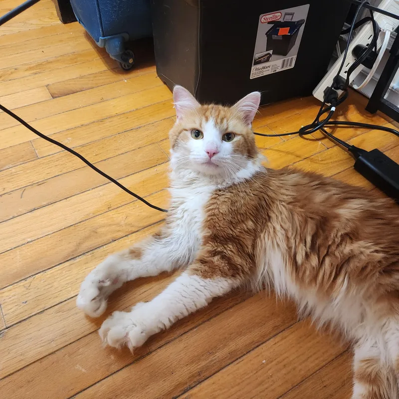 His name is Nems thumbnail 5