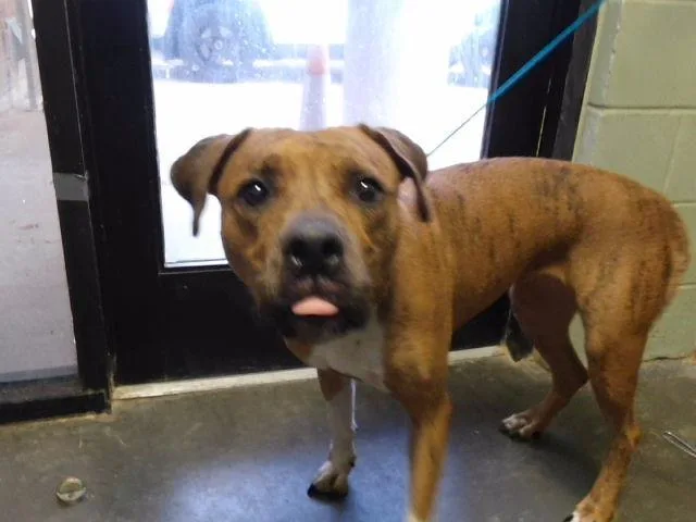An adult large-sized female Pit Bull Terrier dog named Sox for adoption in Tulsa, OK