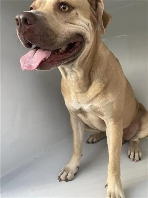 An adult large-sized male Pit Bull Terrier dog named A for adoption in Houston, TX