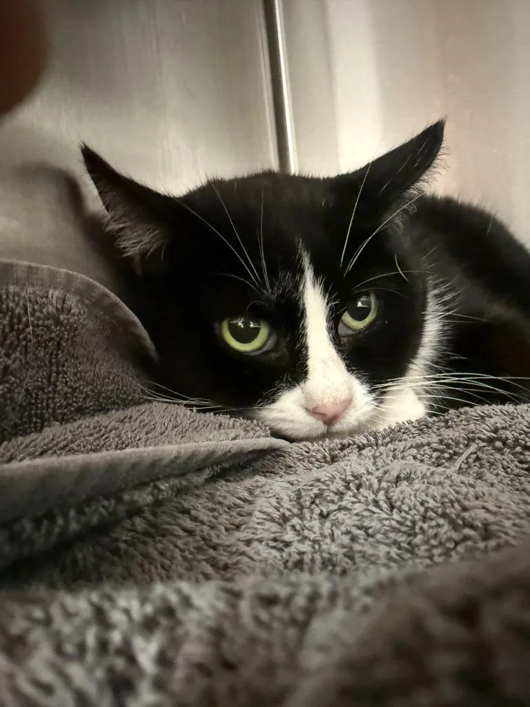 A senior small-sized female Domestic Short Hair cat named Tam for adoption in Thousand Oaks, CA