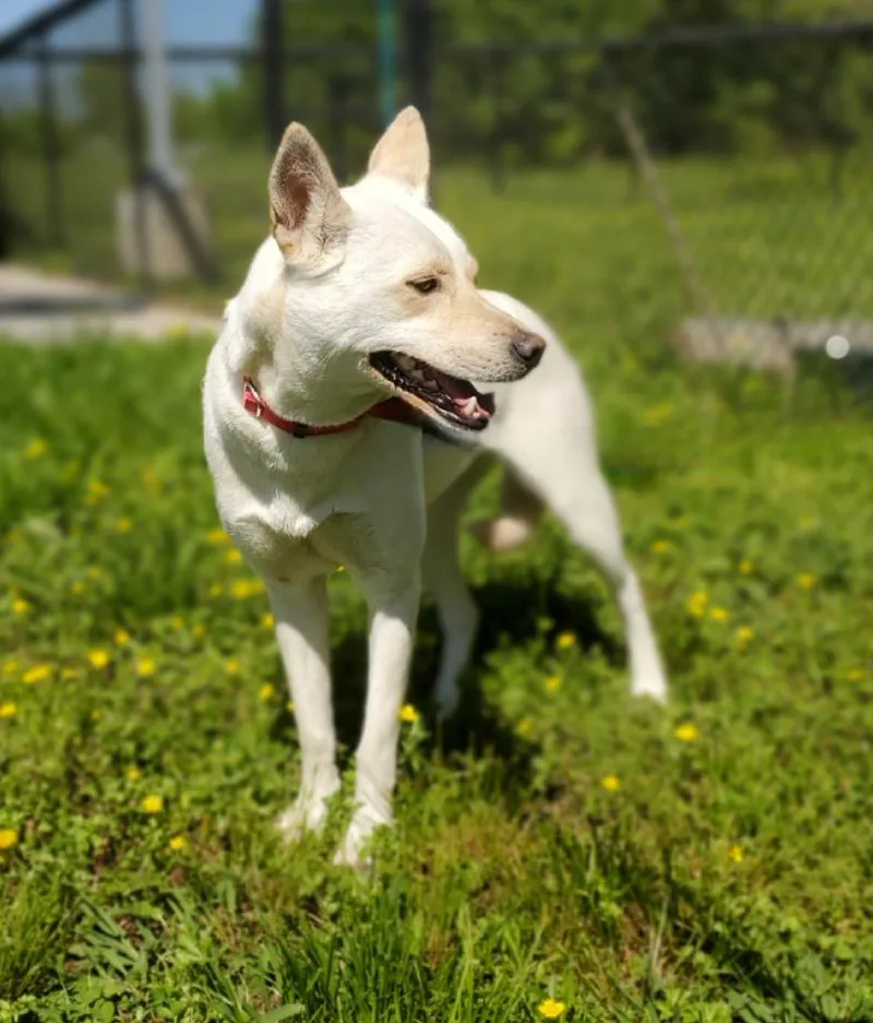 An adult medium-sized female Husky dog named Astrid for adoption in Dalton, GA