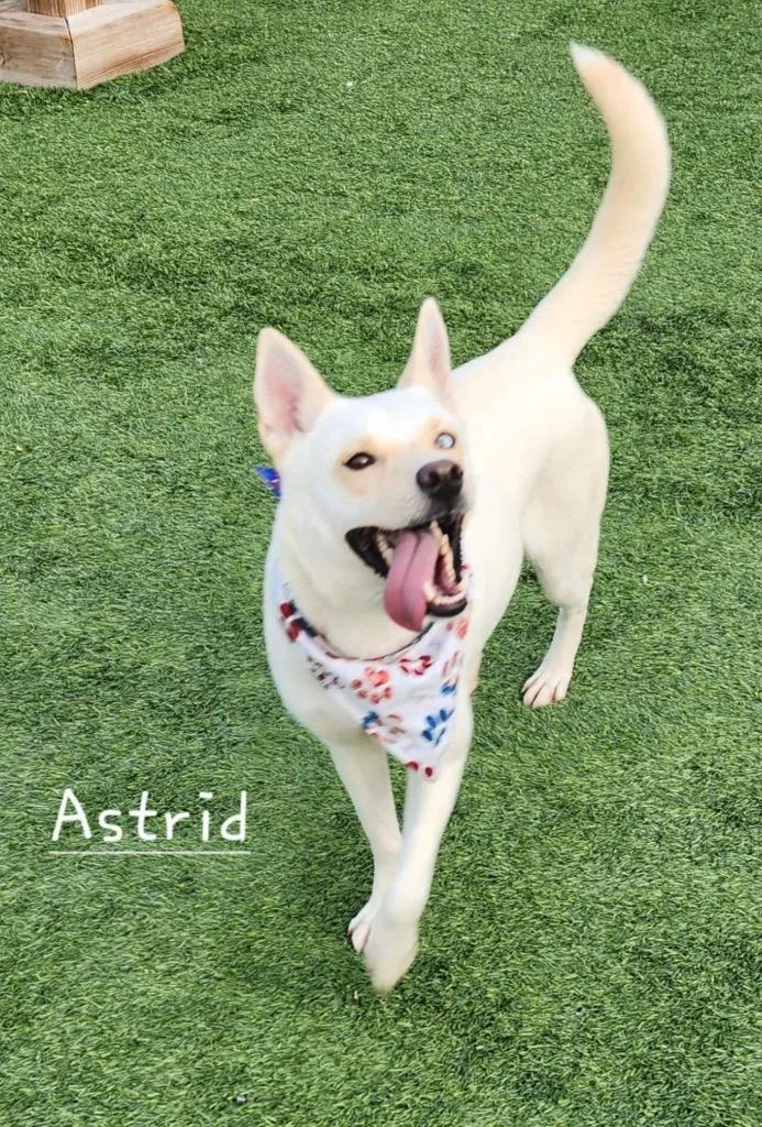 Astrid thumbnail 6