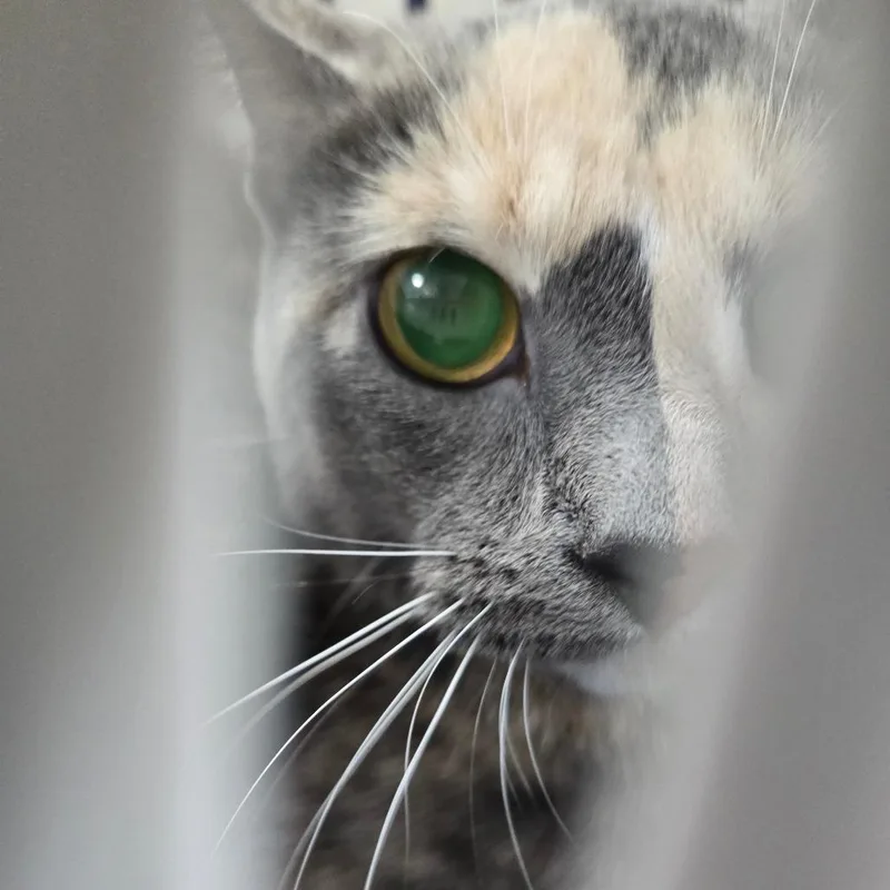 A baby medium-sized female Calico Domestic Short Hair cat named Tay for adoption in Newark, NJ