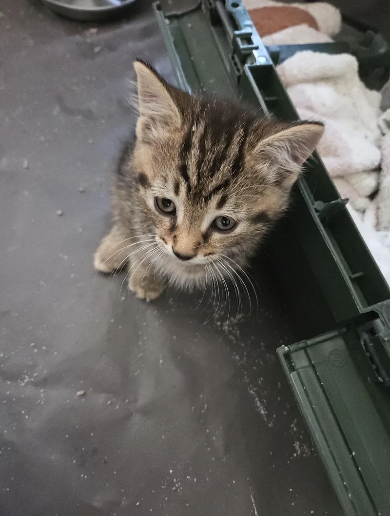 A baby large-sized male Tabby (Brown / Chocolate) Domestic Short Hair cat named Bitty for adoption in Rochester Hills, MI