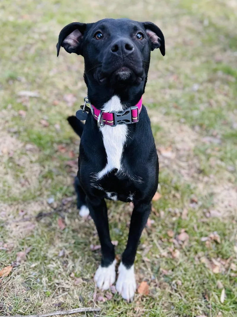A young small-sized female Labrador Retriever dog named Socks for adoption in Elizabethtown, PA