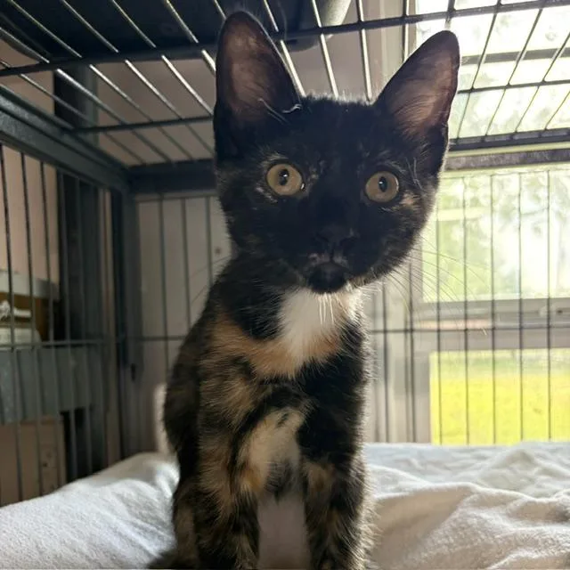 A young medium-sized female Tortoiseshell cat named Zsa Zsa for adoption in Porter, TX