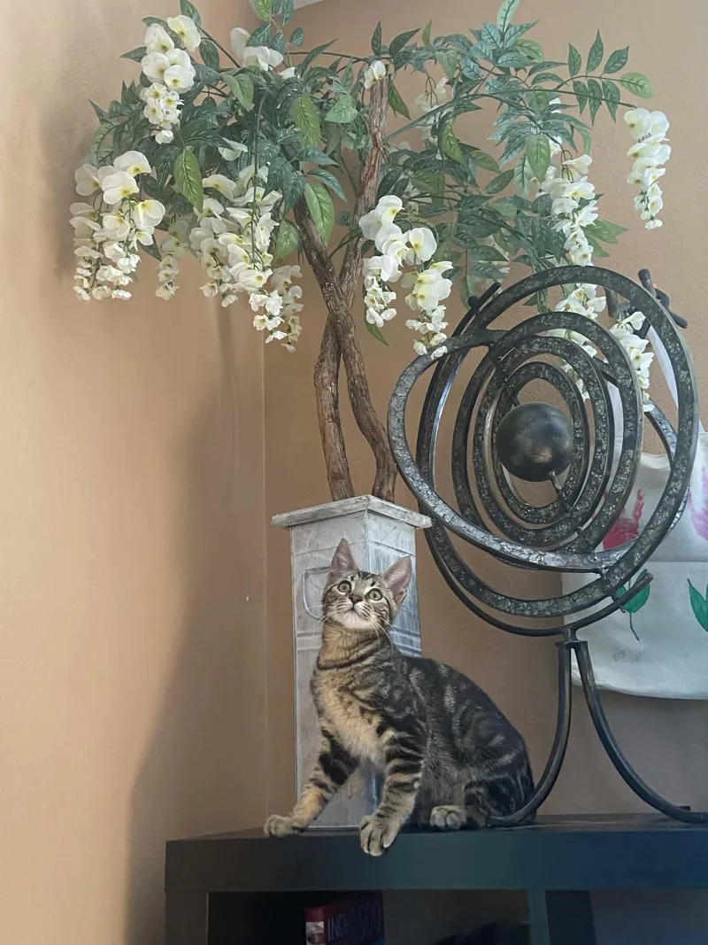 Shere Khan