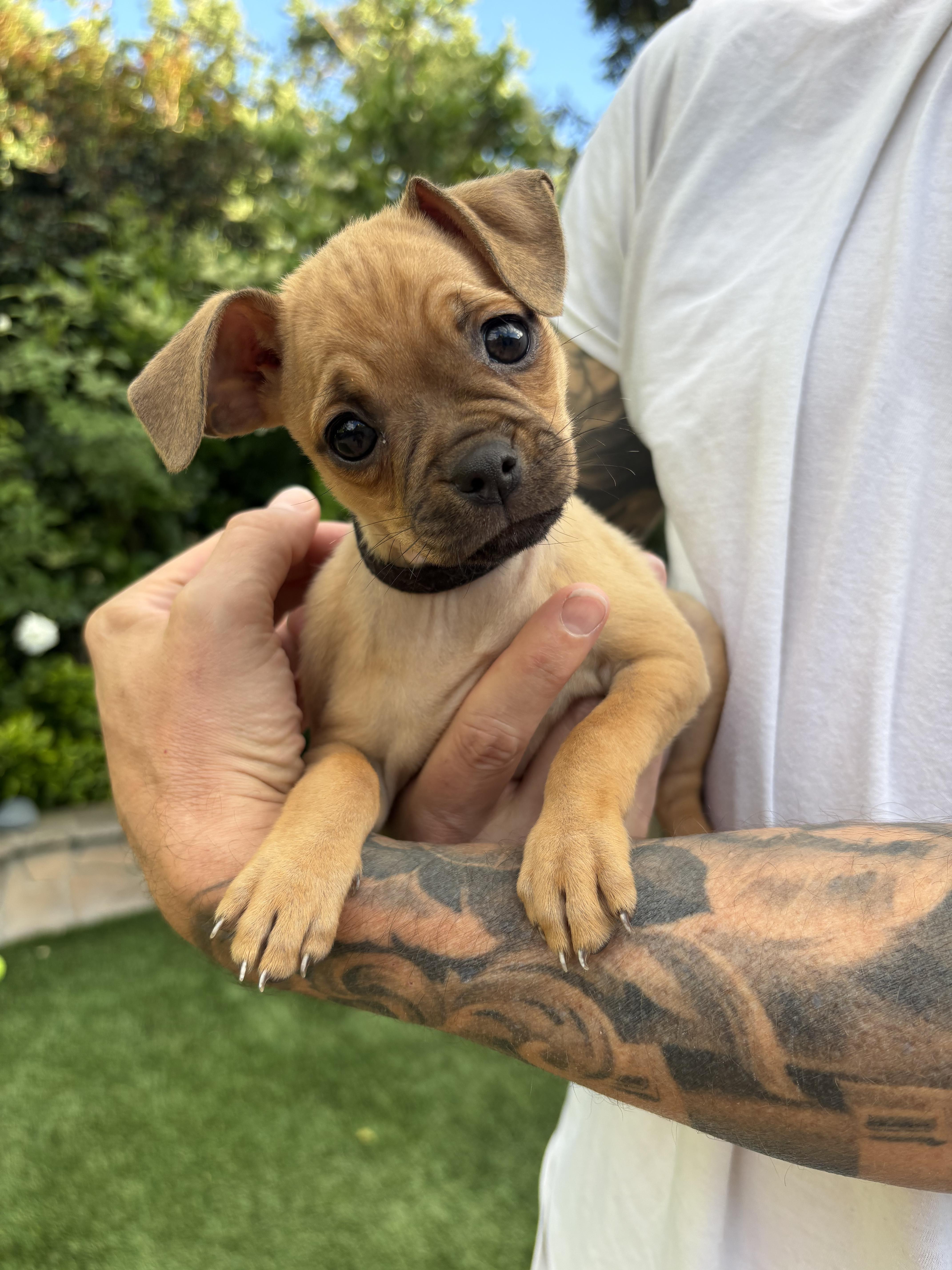 A baby small-sized female Pug dog named Betty for adoption in Burbank, CA