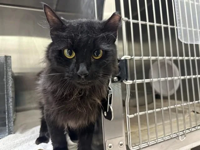 An adult small-sized female Domestic Long Hair cat named Miggy for adoption in Pueblo, CO