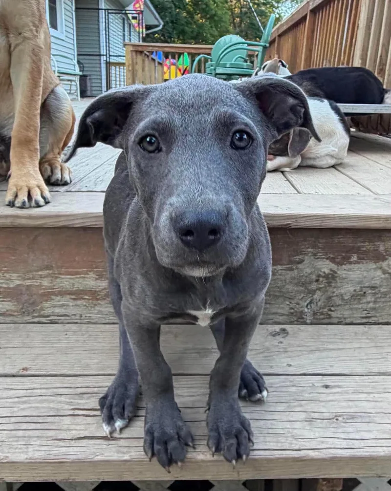 A baby medium-sized female Gray / Blue / Silver Mixed Breed dog named Brandy for adoption in BONIFAY, FL
