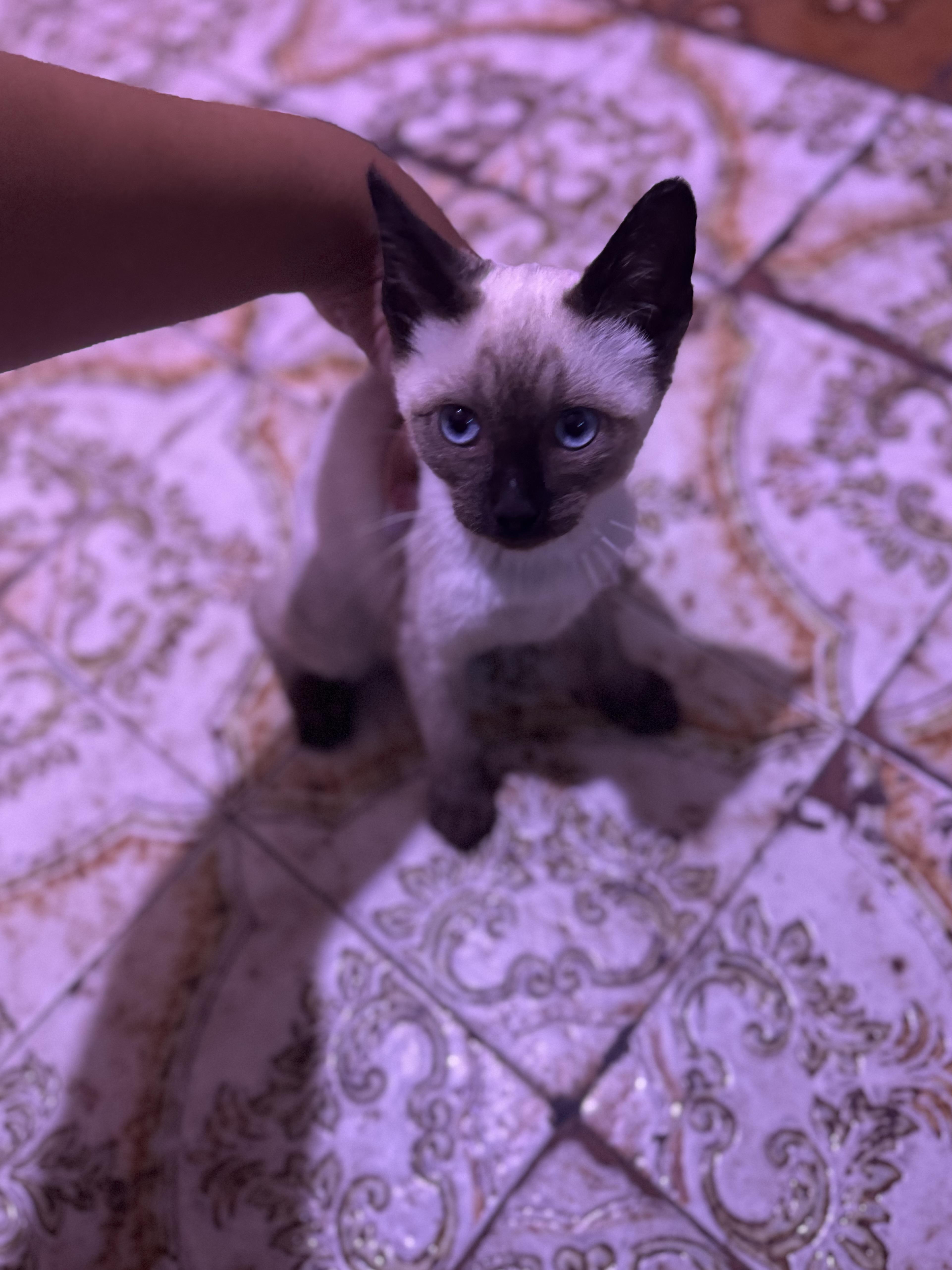 A baby small-sized male Chocolate Point Applehead Siamese cat named Prince for adoption in Los Angeles, CA